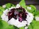 Low Carb Rote Beete Salat