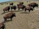 Blackfeet and Bison