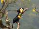 The Mata Atlantica: Brazil's Other Rainforest