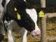 Exportschlager  Milch