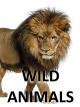Wild Animals - Beautiful Creatures [OV]