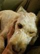 Meet DT Cyber Solutions GoldenDoodle [OV]
