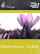 Blütenpflanze - Aufbau - Schulfilm Biologie