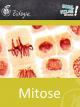 Mitose - Schulfilm Biologie