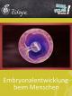 Embryonalentwicklung beim Menschen - Schulfilm Biologie
