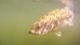 Fishing Lake Mead part 2 and bed fishing with Marina Azmuth