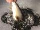 Ice Fishing for huge Mackinaw Flaming Gorge Wyoming