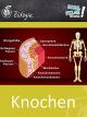 Knochen - Schulfilm Biologie