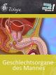 Geschlechtsorgane des Mannes - Schulfilm Biologie