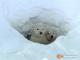 Tierbabys