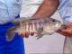 Catching Rainbow bass at lake ArenalCosta Rica
