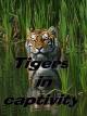 Tigers in captivity [OV]