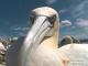 Vögel