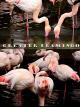 Greater flamingo [OV]