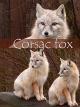Corsac fox [OV]