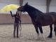 Wallach "Thorin" / Shire Horse-Stute "Bella"