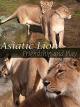 Asiatic Lion. Friendship and Play [OV]
