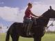 Blackjack Polo Pony