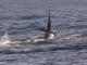 Saltwater Grand Slam in Mazatlan Mexico