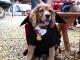Bark and Brew