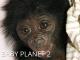Baby Planet - S2