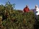 Chili Peppers: Fruit of New Mexico