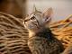 Egyptian Mau Cats