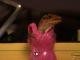 Welcome to Lizard-Ville