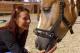 Haflinger Wallach "Sunny" / Wallach "Spirit"