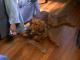 Golden Retrievers