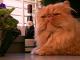 Exotic Shorthair Cats