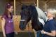 Stute "Donna" / Percheron-Wallach "Quezac"