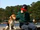 Furry Companions
