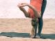 Samasthiti to Vyaghrasana Sequence