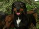 Dachshunds