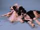 Border Collies
