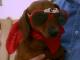 Therapy Dogs