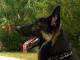 German Shepherds