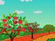 Apple Harvest
