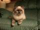 Rag Doll Cats