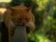 Manx Cats