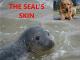 Story Time! Zeus tells the fable the Seal's Skin