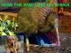 Want to know How the Kiwi Lost Its Wings?  Join Zeus and find out