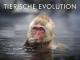 David Attenborough: Tierische Evolution [dt./OV]
