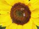 Sonnenblumen und Bienen fotografieren.