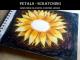 Petals - ScratchingSunflower Oil Pastel Painting Lesson