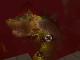 Clip: The Final Battle In Bowser's Castle