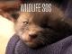 Wildlife SOS - Season 9 Ep5
