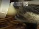 Wildlife SOS - Season 9 Ep2