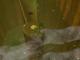 Clip: Makar Takes Flight